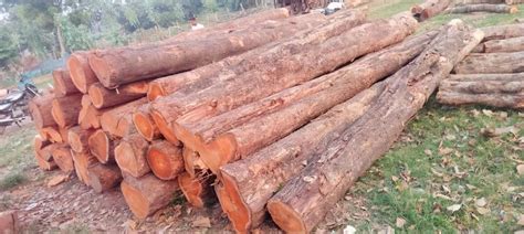 Teak Wood Logs At Rs 1850cubic Feet Biharimills Colony Patna Id 2852923292430