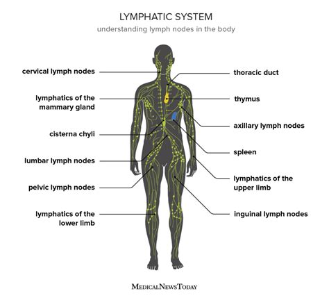 Lymph Node Anatomy Model