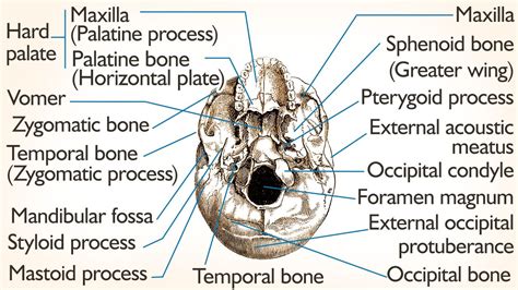 Parietal Bone Function Sphenoid Bone Structure And