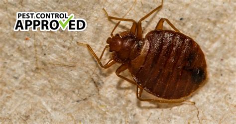 Important Tips On How To Identify A Bed Bug Infestation Pest Control