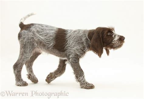 Dog Spinone Pup Trotting Across Photo Pup Dogs Dog Images
