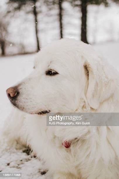 Great Pyrenees In Winter Photos And Premium High Res Pictures Getty
