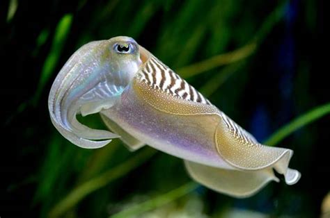 Common Cuttlefish Animals Monterey Bay Aquarium