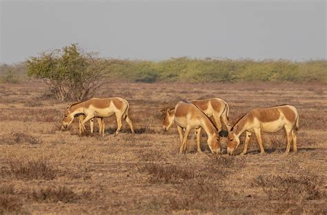 Wild Ass Wildlife Sanctuary Little Rann Of Kutch Gujarat  Flickr