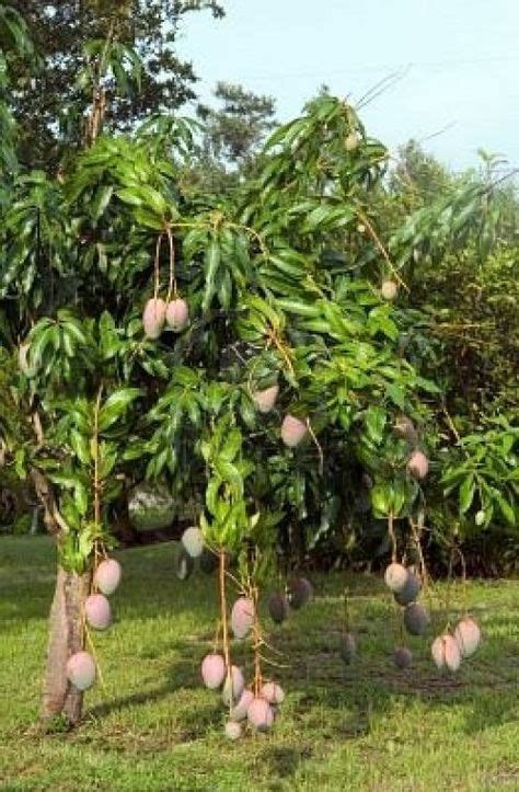 Mango Tree In Florida Back Yard