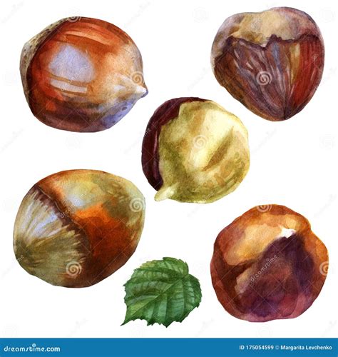 Watercolor Illustration Hazelnut Inshell Hazelnuts Peeled Hazelnuts