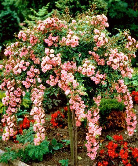 Dramatic Yet Easy To Plant And Care For This Elegant Rose Tree Adds A