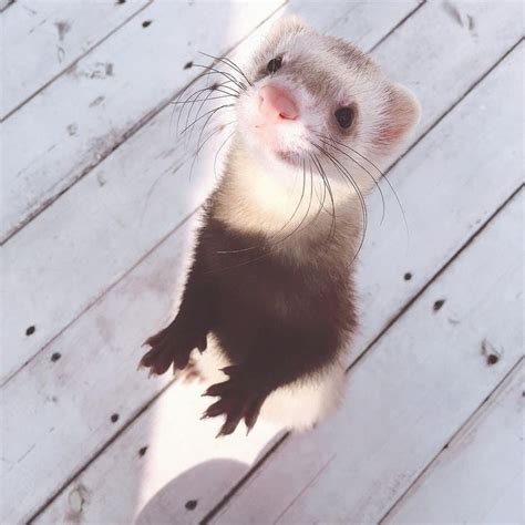 1000 Images About Oh I Love Ferrets On Pinterest Mink Marshalls And