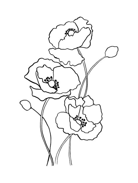Poppy Flowers Jwt Poppy Flower Drawing Flower Drawing Flower Line
