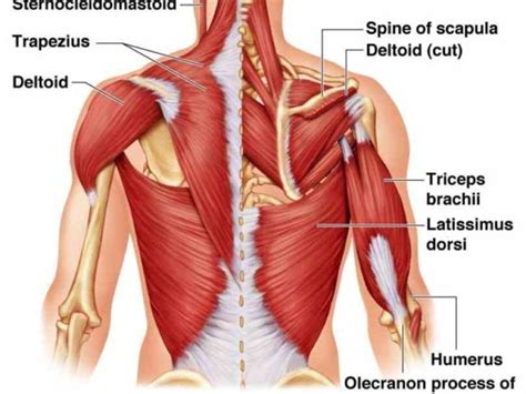 The muscles of the lower back, including the erector spinae and quadratus lumborum muscles, contract to extend and laterally bend the vertebral column. Anatomy back ligaments diagram pictures to pin on ...