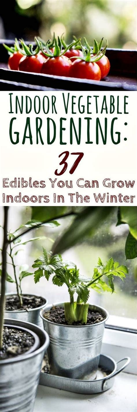 Indoor Vegetable Gardening 37 Edible You Can Grow Indoors In The