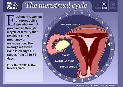 Animasi Proses Menstruasi BIOLOGIPEDIA