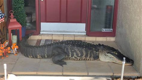 Alligator At Front Door Seriously 8 Foot Alligator Missing Limbs