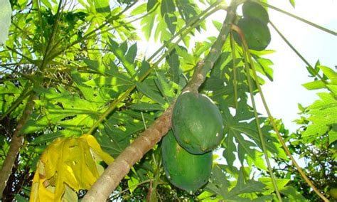 Consejos Para El árbol De Papaya Cultivo De Papayas Prolíficas