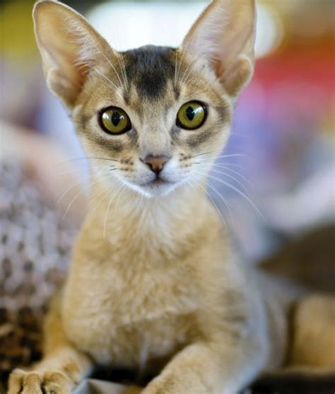 Abyssinian Cat Breed Informationpicturesdescription
