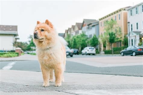 10 Cleanest Dog Breeds For Neat Freaks Dogvills