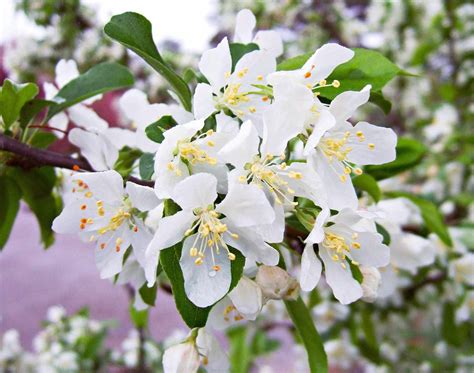 Flowering Crab Tree White Crabapple Trees Expert Growing And Care