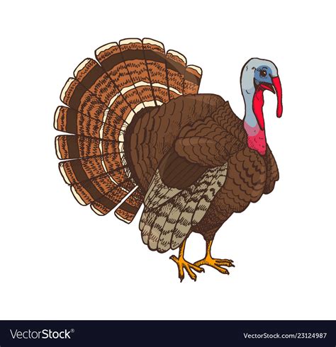 Bird Turkey Symbol Of Thanksgiving Day Royalty Free Vector