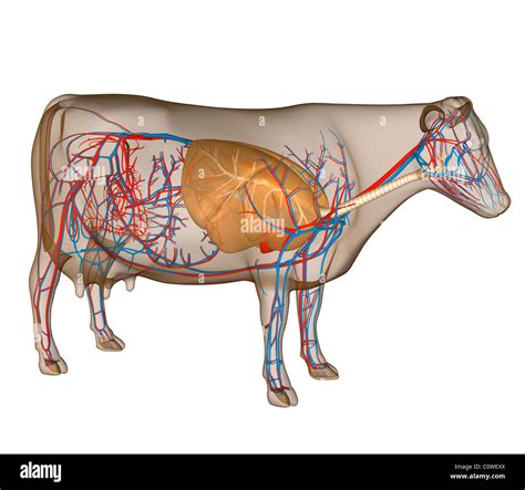 Cow Anatomy Stockfotos Und Bilder Kaufen Alamy