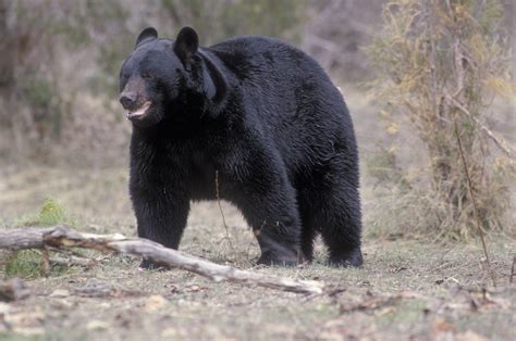 American Black Bear Bears Oregon Zoo Kodiak Bear Grizzly Bear