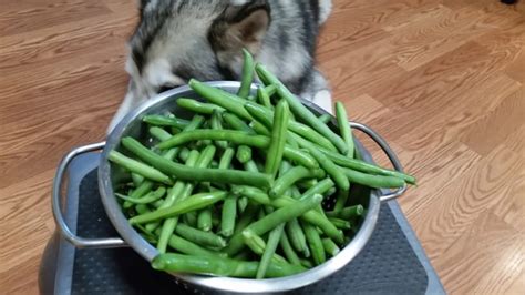 There are a number of different animals that eat crabgrass. Can Dogs Eat Green Beans? - PetHelpful - By fellow animal ...