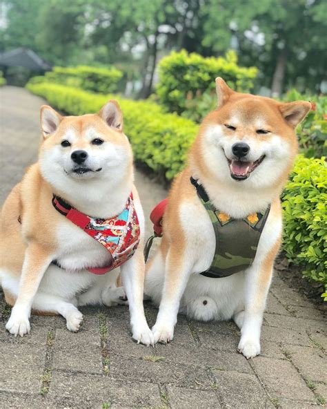 These 2 Cute Shiba Inu Puppies Are Capturing The World Shiba Inu
