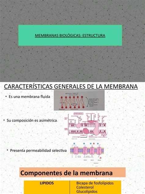 Estructura Y Funciones De Las Membranas Biológicas Pdf Membrana