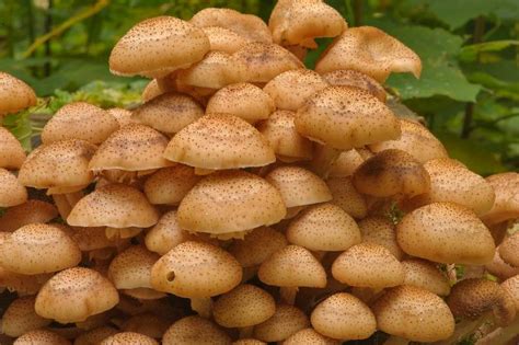 Bulbous Honey Fungus Armillaria Gallica Mushrooms Of