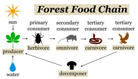 What Eats Zooplankton