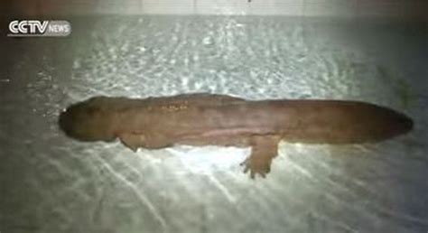 Rare Giant Salamander Believed To Be 200 Years Old Discovered In China