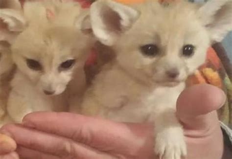 Fennec Fox Cute Fennec Foxes Babies Ready To Go Exotic Animals For