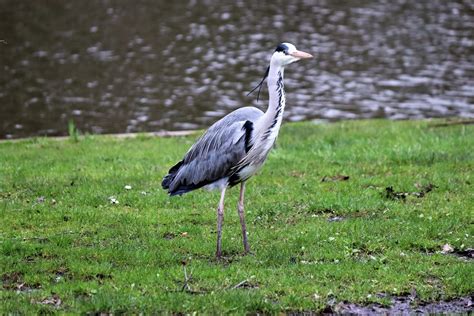 Grey Heron In Amsterdam Free Stock Photo Public Domain Pictures