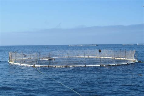 Ocean Aquaculture Moves One Step Closer To Reality The Counter