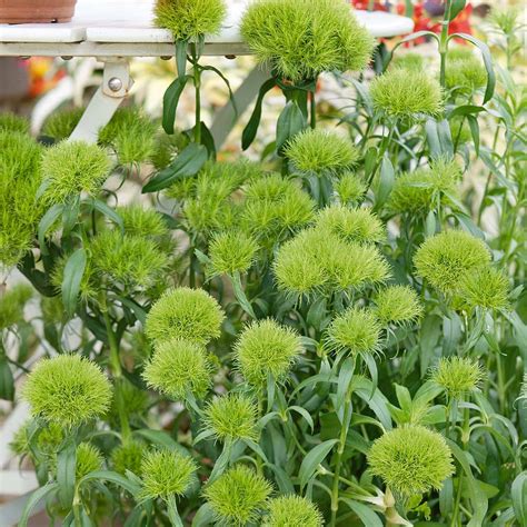 Dianthus Barbatus Green Trick Thompson And Morgan