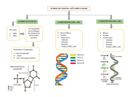 Ácidos Nucleicos Azúcares Y Basesmapa Conceptual Esquemas Y Mapas
