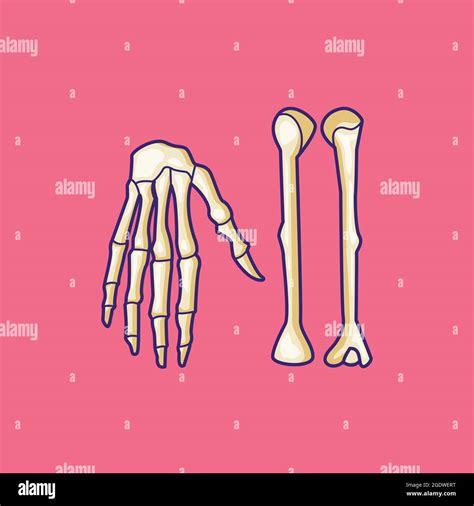 Arm Bone And Hand Bone Vector Illustration Arm And Hand Bone Isolated