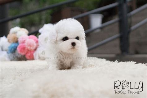 Loah Bichon Frise Rolly Teacup Puppies