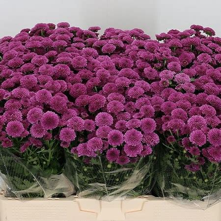 Chrysant San Masai 52cm Wholesale Dutch Flowers Florist Supplies UK