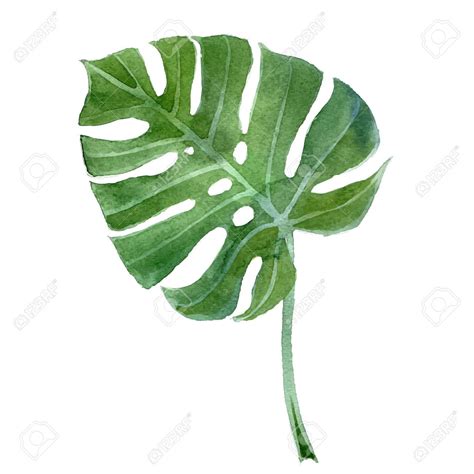 Stock Vector Monstera Leaf Monstera Leaf Drawing