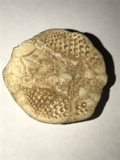 Solved Can You Identify This Fossil 9to5Science