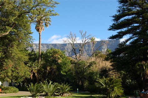 Company Gardens Cape Town Things To Do African Budget Safaris