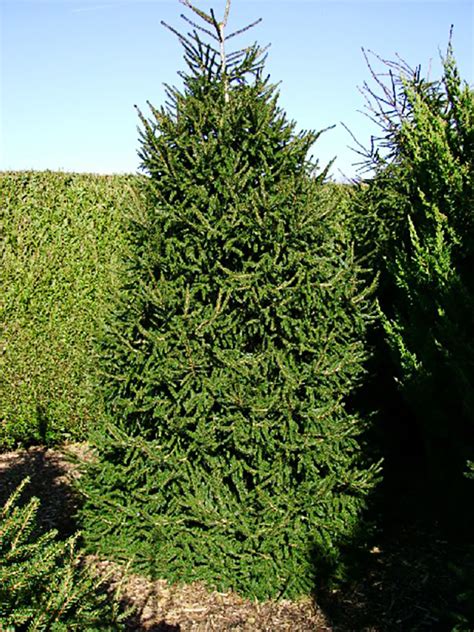 It is a large coniferous evergreen tree. Green Oriental Spruce Trees For Sale Online | The Tree Center