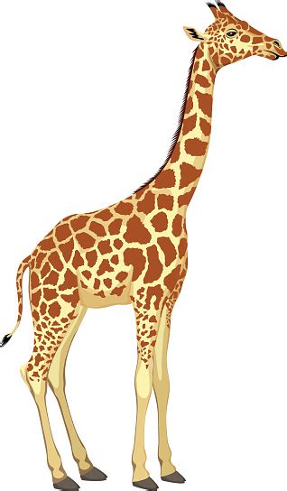 Vector Giraffe Isolated Stock Illustration Download Image Now Istock