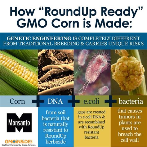 How Gmo Corn Is Made And Why It Will Kill You Gmo Corn Gmo Gmo Facts