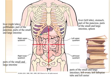 Home › create › flashcards › health › human body › anatomy › anatomical quadrants and left lower quadrant. Anatomical Quadrants / Abdominopelvic Quadrants And ...