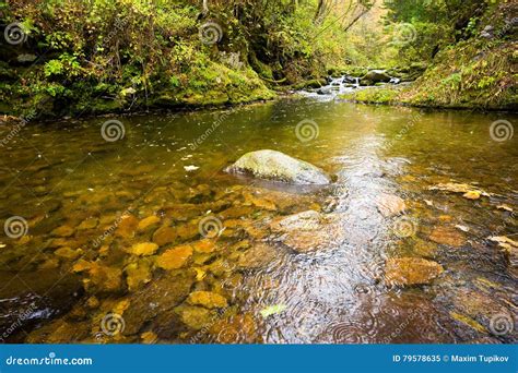 Fall Forest Stream Elomovsky In Russian Primorye Stock Image Image Of
