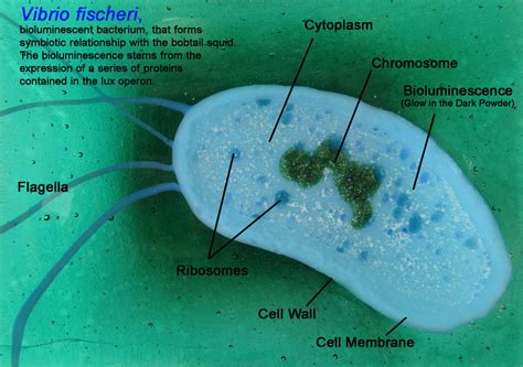 Vibrio Fischeri Bacteria Fused Glass Dish By Trilobiteglassworks On