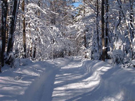 Sfondi Alberi Paesaggio Cielo La Neve Inverno Strada Legna