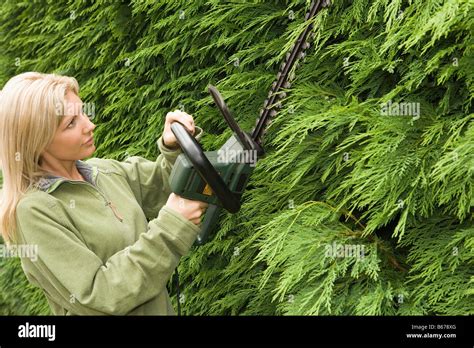 Woman Trimming A Hedge Stock Photo Alamy