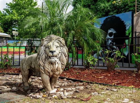 Lion Of Judah Sculpture In Front Of The Bob Marley Museum 56 Hope Road